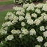 Hydrangea paniculata 'Baby Lace - Bugás hortenzia