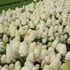 Hydrangea paniculata 'Baby Lace - Bugás hortenzia