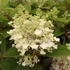 Hydrangea paniculata 'Baby Lace - Bugás hortenzia
