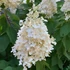 Hydrangea paniculata 'Baby Lace - Bugás hortenzia