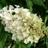 Hydrangea paniculata 'Candlelight' - Bugás hortenzia