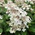 Hydrangea paniculata 'Confetti' - Bugás hortenzia