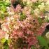 Hydrangea paniculata 'Confetti' - Bugás hortenzia