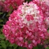 Hydrangea paniculata 'Diamant Rouge' - Bugás hortenzia