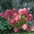 Hydrangea paniculata 'Diamant Rouge' - Bugás hortenzia