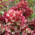 Hydrangea paniculata 'Diamant Rouge' - Bugás hortenzia