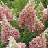 Hydrangea paniculata 'Diamantino' - Bugás hortenzia