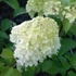 Hydrangea paniculata 'Diamantino' - Bugás hortenzia