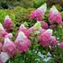 Hydrangea paniculata 'Fraise Melba' - Bugás hortenzia