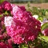 Hydrangea paniculata 'Fraise Melba' - Bugás hortenzia