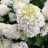 Hydrangea paniculata 'Grandiflora' - Bugás hortenzia