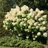 Hydrangea paniculata 'Grandiflora' - Bugás hortenzia