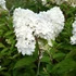 Hydrangea paniculata 'Grandiflora' - Bugás hortenzia