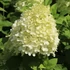 Hydrangea paniculata 'Limelight'® - Bugás hortenzia