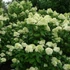 Hydrangea paniculata 'Limelight'® - Bugás hortenzia