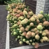 Hydrangea paniculata 'Little Lime' - Bugás hortenzia