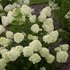 Hydrangea paniculata 'Little Lime' - Bugás hortenzia