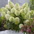 Hydrangea paniculata 'Magical Lime Sparkle' - Bugás hortenzia