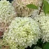 Hydrangea paniculata 'Magical Lime Sparkle' - Bugás hortenzia