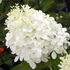 Hydrangea paniculata 'Phantom' - Bugás hortenzia