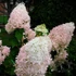 Hydrangea paniculata 'Phantom' - Bugás hortenzia