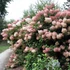 Hydrangea paniculata 'Phantom' - Bugás hortenzia