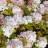 Hydrangea paniculata 'Phantom' - Bugás hortenzia