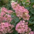 Hydrangea paniculata 'Pink Diamond' - Bugás hortenzia