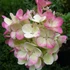 Hydrangea paniculata 'Pink Diamond' - Bugás hortenzia