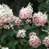 Hydrangea paniculata 'Pink Lady' - Bugás hortenzia