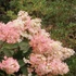 Hydrangea paniculata 'Pink Lady' - Bugás hortenzia