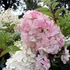Hydrangea paniculata 'Pink Lady' - Bugás hortenzia