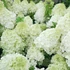 Hydrangea paniculata 'Polar Bear' - Bugás hortenzia