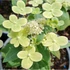 Hydrangea paniculata 'Polestar' - Bugás hortenzia