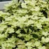Hydrangea paniculata 'Polestar' - Bugás hortenzia