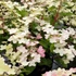 Hydrangea paniculata 'Polestar' - Bugás hortenzia