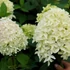 Hydrangea paniculata 'Skyfall' - Bugás hortenzia