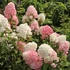 Hydrangea paniculata 'Sundae Fraise' - Bugás hortenzia