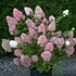 Hydrangea paniculata 'Sundae Fraise' - Bugás hortenzia