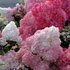 Hydrangea paniculata 'Sundae Fraise' - Bugás hortenzia