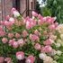 Hydrangea paniculata 'Sundae Fraise' - Bugás hortenzia