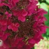 Hydrangea paniculata 'Wim's Red' - Bugás hortenzia