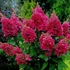 Hydrangea paniculata 'Wim's Red' - Bugás hortenzia