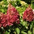 Hydrangea paniculata 'Wim's Red' - Bugás hortenzia