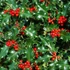 Ilex aquifolium - Magyal