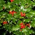 Ilex aquifolium - Magyal