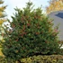 Ilex aquifolium 'Alaska' - Magyal (termős)