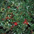 Ilex aquifolium 'Alaska' - Magyal (termős)