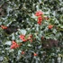 Ilex aquifolium 'Alaska' - Magyal (termős)