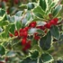 Ilex aquifolium 'Argenteomarginata' - Magyal
